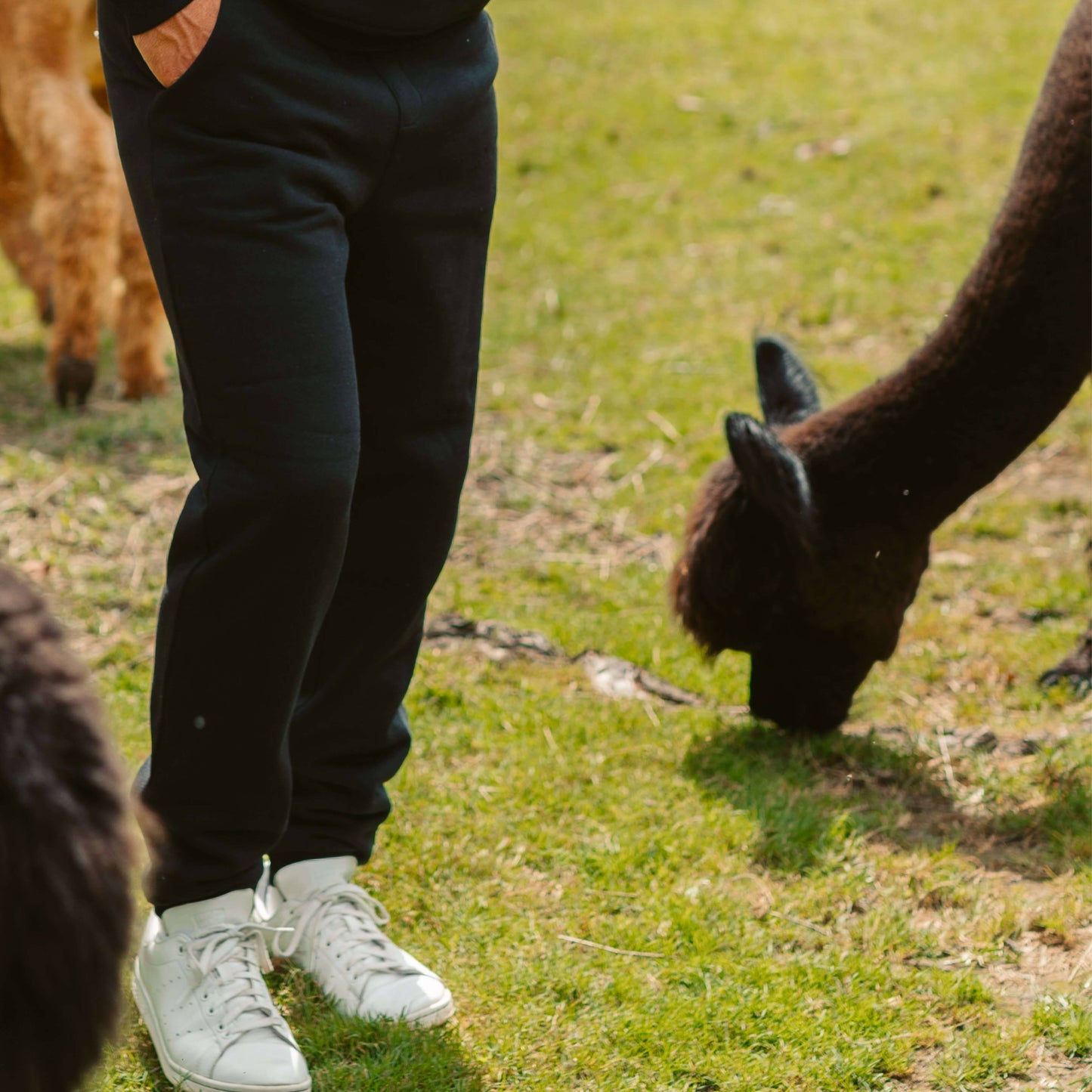 Men's AlpacaCloud® Joggers