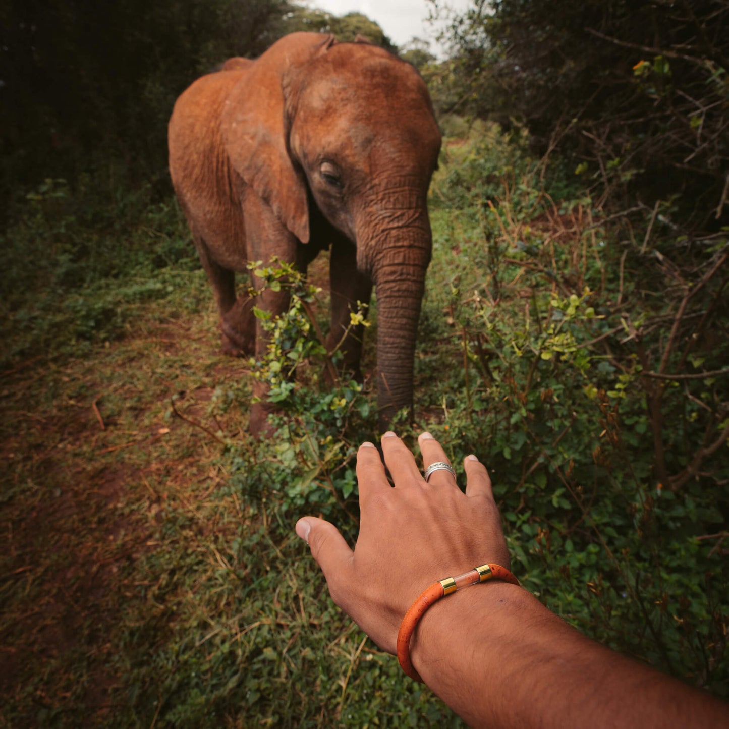 Elephant Legend Bracelet