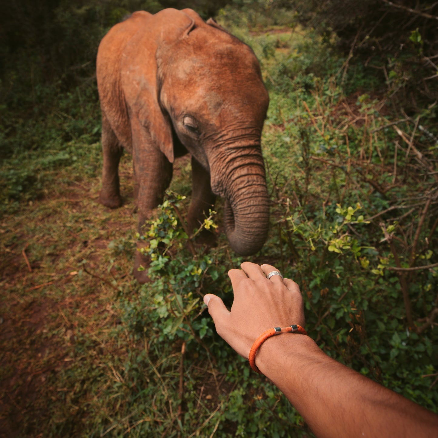 Elephant Legend Bracelet