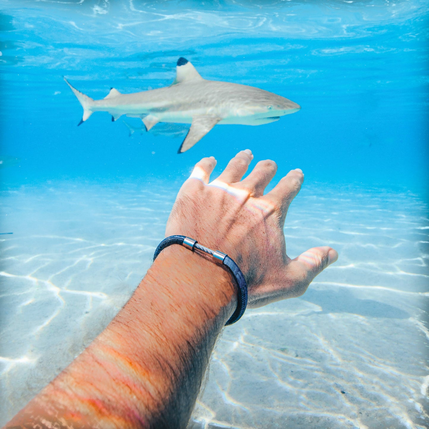 Shark Legend Bracelet