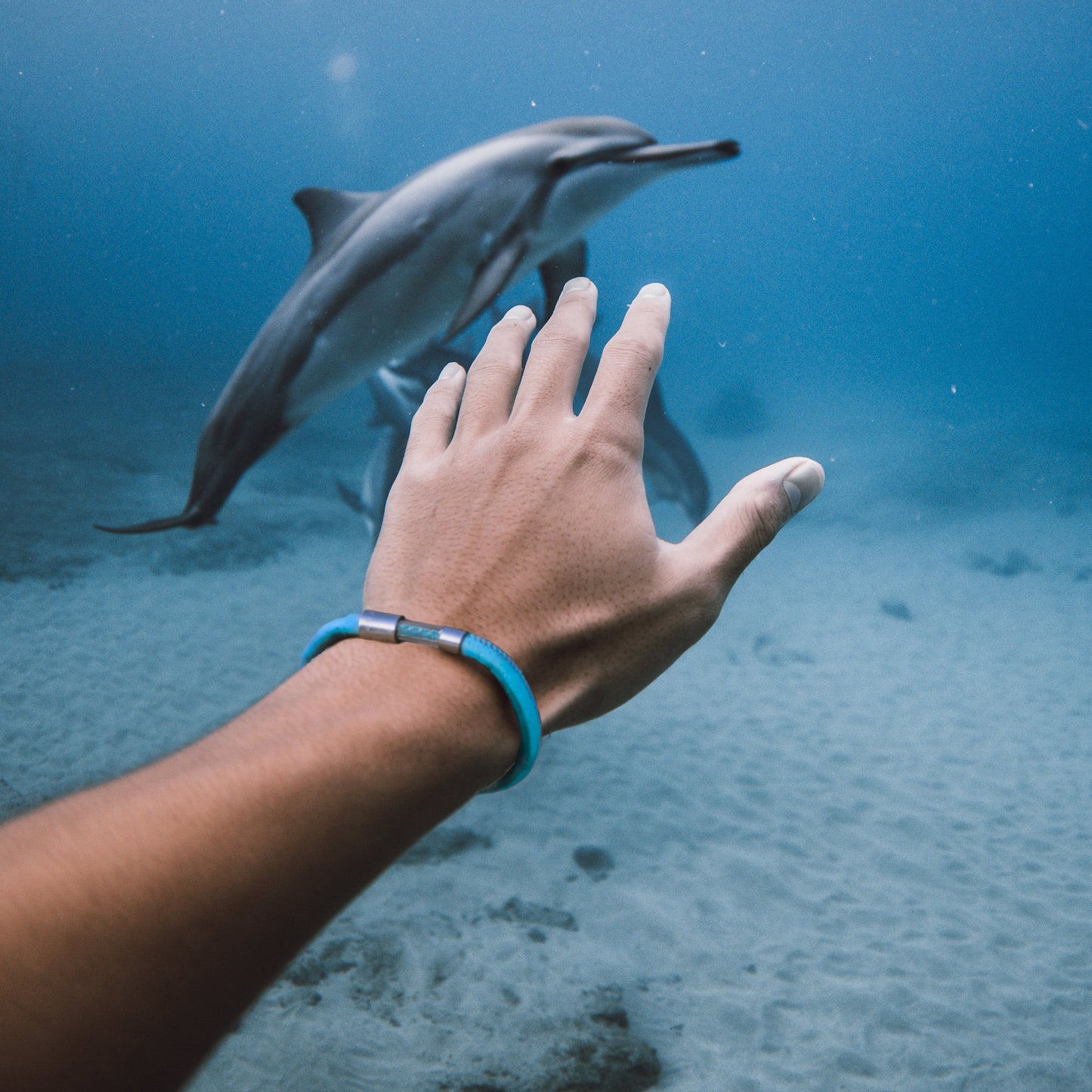 Dolphin Legend Bracelet